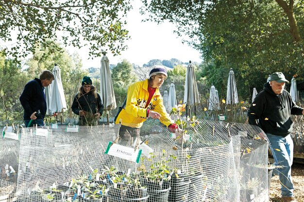 Plants grown from seeds collected in Bay Area parks are for sale at Berkeley’s Native Here Nursery.