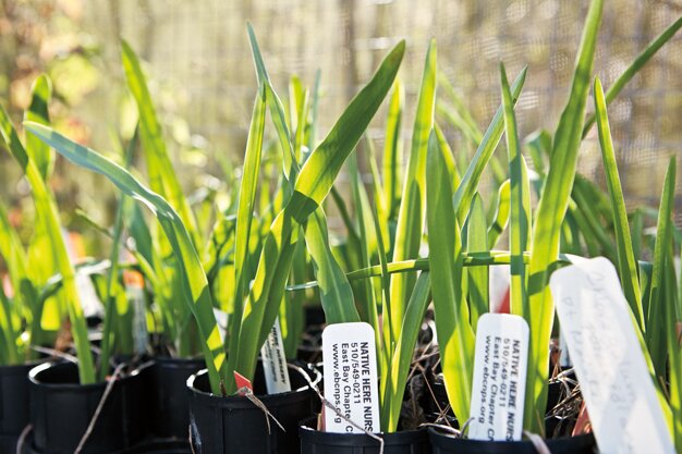 Careful labeling helps shoppers find plants that are native to their locale