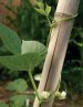 Kids&rsquo; Container Gardening