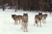 Returning predators to the wild